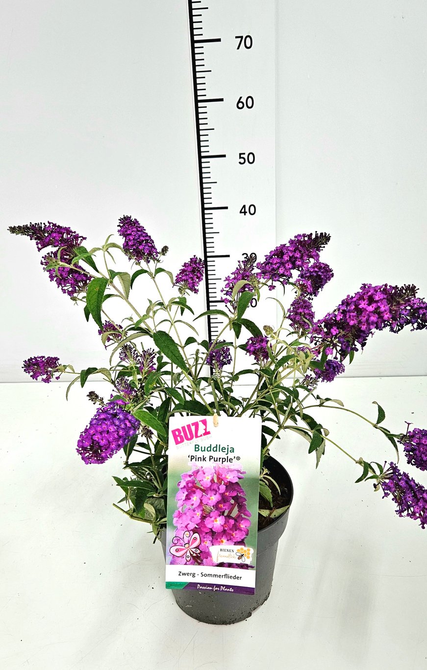 Buddleja d. 'Buzz Pink Purple' - C3